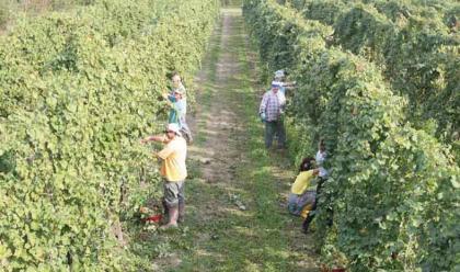 vendemmia-si-prospetta-un-calo-minimo-del-10