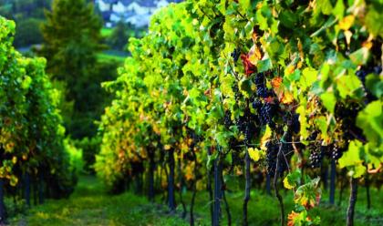 Immagine News - agricoltura-e-commerce-ed-export-le-nuove-strade-per-la-vendita-del-vino-locale