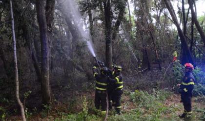 Immagine News - marina-di-ravenna-incendio-nel-parco-marittimo-risolto-dai-vigili-del-fuoco