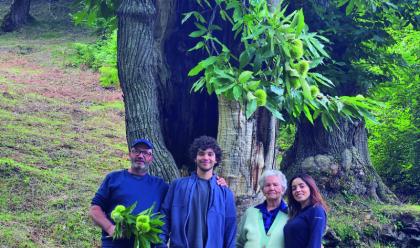 Immagine News - casola-valsenio-la-famiglia-di-alessandro-pifferi-castanicoltori-da-sempre-lancia-lallarme-post-alluvione-trovando-alternative-per-resistere