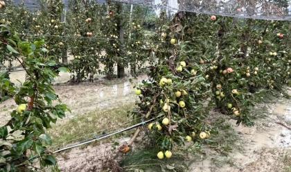 Immagine News - maltempo-in-romagna-allarme-coldiretti-campi-allagati-situazione-drammatica