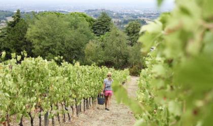 Immagine News - cesena-sabato-28-settembre-nuova-experience-dei-percorsi-del-savio-con-visita-in-azienda-e-degustazione-di-vini