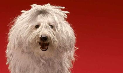 Immagine News - c-un-cane-che-sa-aggredire-il-lupo-il-komondor