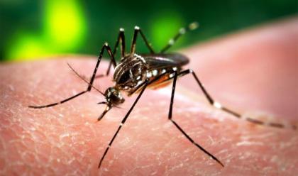 provincia-virus-west-nile-anche-russi-adotta-le-ordinanze-anti-zanzara