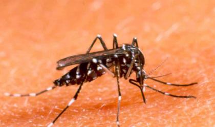 ravenna-caso-sospetto-di-dengue-ausl-e-comune-in-campo-per-disinfestazione