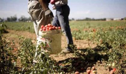 Immagine News - mezzano-incontro-sullo-sfruttamento-e-lavoro-irregolare-fra-i-braccianti-con-dati-della-cgil