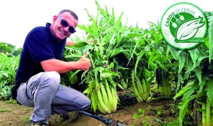 cervia--bianco-e-dolce-come-il-sale-ma--il-cardo-delle-sabbie