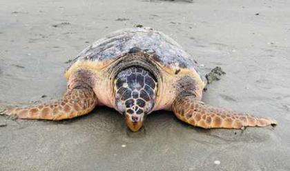 cervia-spiaggiata-tartaruga-marina-di-oltre-50-kg-di-peso