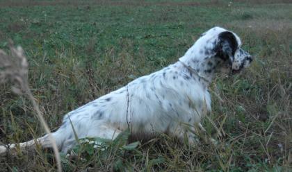 Immagine News - ravenna-sospetto-avvelenamento-di-un-cane-nella-pineta-san-vitale