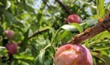 Immagine News - agricoltura-misirocchi-cia-romagna-a-rischio-la-tenuta-sociale-ed-economica