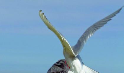 Immagine News - giovanni-fabbri-quotil-merito-della-coppa-del-mondo-di-foto-naturalistica--collettivoquot