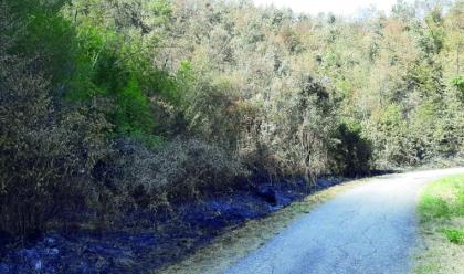 casola-lincendio--spento-ora-cause-e-responsabili-della-distruzione-di-20-ettari-di-bosco-al-vaglio