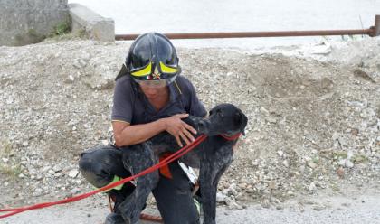 Immagine News - ravenna-vigili-del-fuoco-salvano-una-cagnolina-che-rischiava-di-annegare