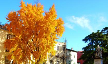 Immagine News - faenzastiamo-lavorando-affinch-nel-2021-si-abbia-la-polizia-locale-al-completo