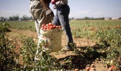 bagnara-4-caporali-in-manette-e-a-2-lavoratori-migranti-il-permesso-speciale-quotgrave-sfruttamentoquot