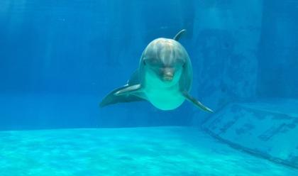 Immagine News - riccione-lutto-al-parco-oltremare--morto-veera-il-delfino-di-43-anni
