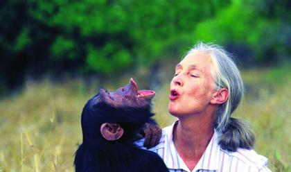 Immagine News - ravenna-zoo-safari-a-settembre-arriva-jane-goodall-esperta-mondiale-di-scimpanz
