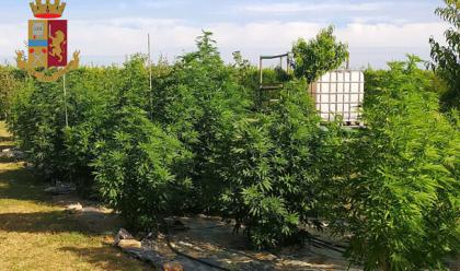 Immagine News - ravenna-coltiva-marijuana-in-giardino-arrestato-40enne