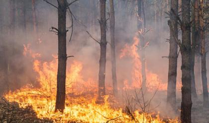 Immagine News - regione-allarme-incendi-boschivi-prolungato-al-30-settembre-lo-stato-di-pericolosit