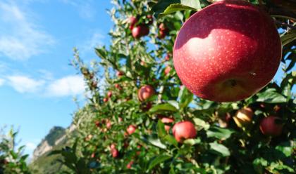 Immagine News - romagna-frutticultura-sempre-pi-green-molte-imprese-investono-per-rinnovarsi