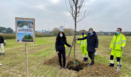 Immagine News - cesena-mille-alberi-per-il-primo-bosco-peri-urbano-in-via-machiavelli