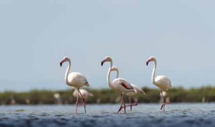 Immagine News - parco-delta-del-po-parte-la-campagna-adotta-un-fenicottero