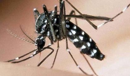 Immagine News - ravenna-lotta-alla-zanzara-tigre-due-ordinanze-in-vigore-fino-al-31-ottobre