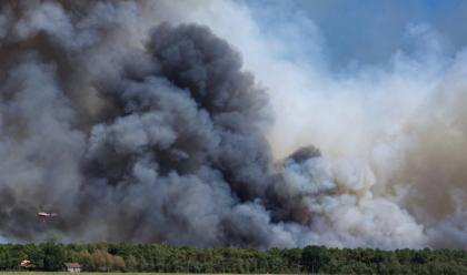 Immagine News - lido-di-dante-pineta-ramazzotti-dieci-anni-fa-venne-devastata-da-un-incendio-e-tre-anni-fa--stata-riaperta-al-pubblico