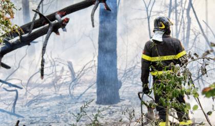 Immagine News - lido-di-dante-nuovo-incendio-nella-pineta-ramazzotti