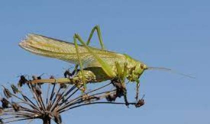 Immagine News - agricoltura-dalla-valle-del-savio-alle-colline-del-forlivese-presenza-anomala-di-cavallette