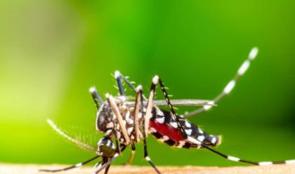 Immagine News - west-nile-nella-bassa-romagna-rafforzate-le-ordinanze-per-proteggersi-dalle-zanzare