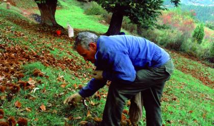 Immagine News - in-collina-si-preannuncia-una-buona-annata-per-la-castanicoltura-e-per-i-marroni-igp