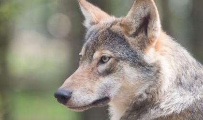 Immagine News - bassa-romagna-nuovi-blitz-dei-lupi-dopo-conselice-e-santagata-ucciso-un-cagnolino-a-bagnara