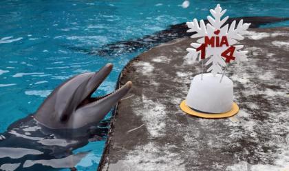 Immagine News - riccione-al-parco-oltremare-festa-per-la-delfina-pi-giovane-mia-ha-compiuto-14-anni