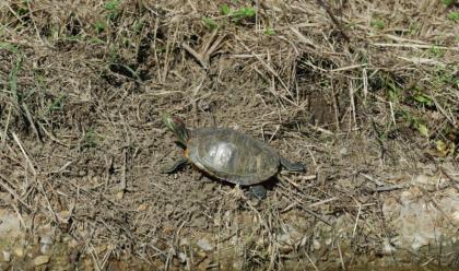 Immagine News - spiagge-romagnole-tanti-ritrovamenti-della-tartaruga-palustre-americana-specie-a-rischio-vietato-detenerla