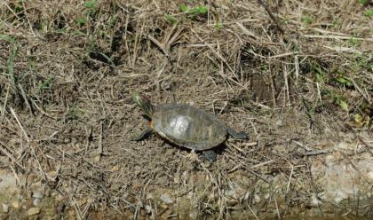 spiagge-romagnole-tanti-ritrovamenti-della-tartaruga-palustre-americana-specie-a-rischio-vietato-detenerla