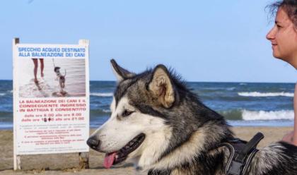 Immagine News - rimini-oltre-la-met-degli-stabilimenti-balneari-accolgono-gli-animali-in-spiaggia