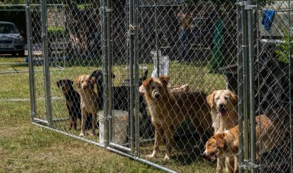 Immagine News - alluvio-casola-valsenio-costruito-un-canile-temporaneo-nel-parco-pertini