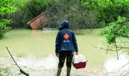 Immagine News - alluvione-animali-la-catena-della-solidariet-per-sfamarli-viaggia-anche-online