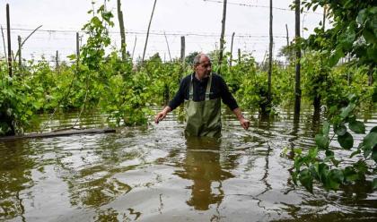 Immagine News - alluvione-quasi-21mila-aziende-agricole-colpite-fra-allagamenti-e-frane-coinvolti-41mila-addetti
