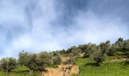 alluvione-brisighella-spazzati-via-ulivi-secolari