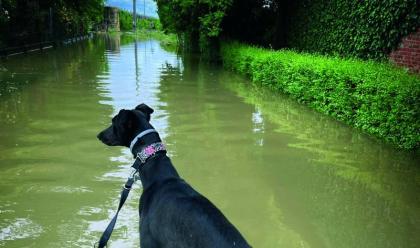 Immagine News - alluvione-destabilizzati-anche-gli-animali.-i-consigli-degli-educatori-del-centro-faentino-wild-dog-training