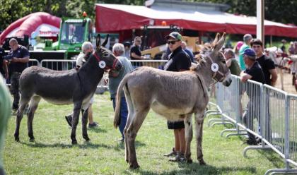 Immagine News - a-imola-tanto-pubblico-per-la-fiera-agricola-del-santerno