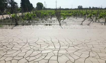 Immagine News - alluvione-coldiretti-persi-11-miliardi-di-euro-tra-ortofrutta-e-allevamenti
