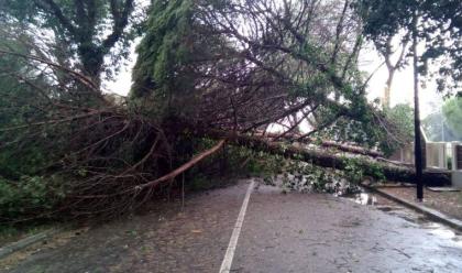 Immagine News - forti-temporali-in-romagna-alberi-caduti-e-danni-a-milano-marittima-il-comune-domani-tutto-ritorner-alla-normalit