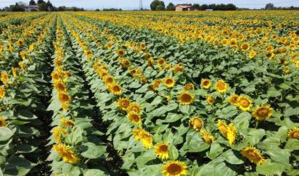 Immagine News - collaborazione-tra-cac-e-cooperative-braccianti-ravennati-per-mitigare-la-perdita-di-giornate-di-lavoro