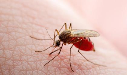 Immagine News - conselice-80enne-in-ospedale-per-il-virus-west-nile