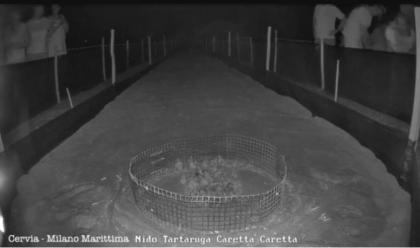 Immagine News - milano-marittima-nella-notte-sono-nate-81-tartarughe-caretta-caretta