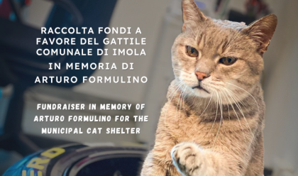 Immagine News - imola-al-via-una-raccolta-fondi-per-il-gattile-comunale-in-memoria-di-formulino