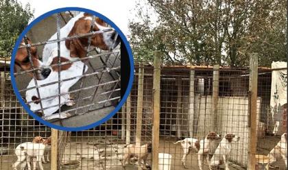 ravenna-sequestrati-10-cani-da-caccia-pelle-e-ossa-denunciato-il-proprietario-dalloipa